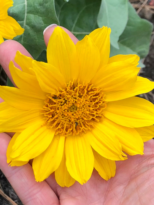 Arnica Muscle & Joint Relief Rubs